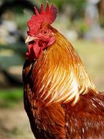 Chapon poulet lecoq