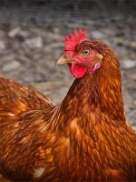 poulet-lecoq