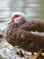 poulet-lecoq-canard